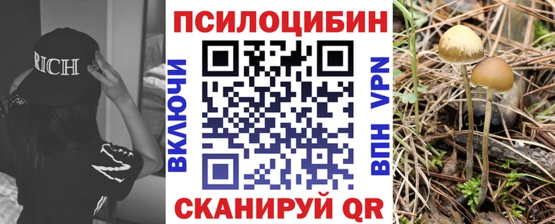 наркота  Никольск  Галлюциногенные грибы Psilocybine cubensis 